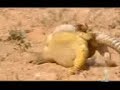 عملية تزاوج الضباب lool