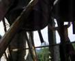 Scampanotata a Chievolis di Tramonti di Sopra (Pn) Friuli