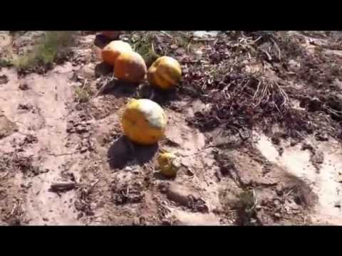 how to harvest seeds from a pumpkin