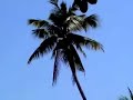 Gangga Island Hotelplan (Indonesia , Sulawesi) Report 03