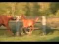 2008 Straight Egyptian Arabian Chestnut Filly, Black Sire