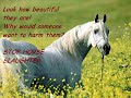 STOP HORSE SLAUGHTER NOW!