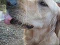 Dino the Retriever takes you to National Taiwan University Dino the Retriever takes you to National Taiwan University