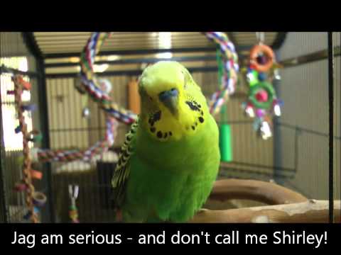 bird -