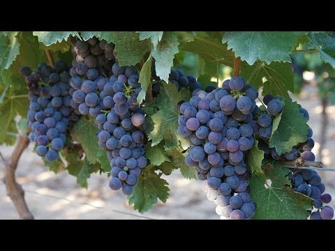 Alla scoperta del Nero di Troia