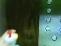 videos de My Lil'Kinz Chicken Going Down the Elevator!