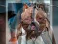 Pit Bull Tribute