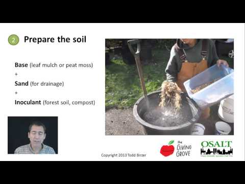 how to grow nut trees from seed
