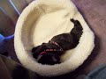 my french bulldog is a wierdo
