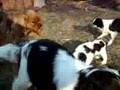 Brynner at 7 weeks