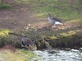 Raising Geese in Utterslev Mose (Denmark 2007)