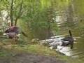 Raising Geese in Utterslev Mose (Denmark 2007)