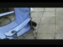 Catbook Movie: Felix the rapper Catbook Movie: Felix the rapper