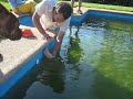 ¿Nadan los erizos de tierra? Hedgehog swiming ¿Nadan los erizos de tierra? Hedgehog swiming