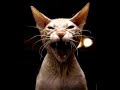 Cats and Dogs (remixed)