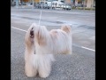 CH-MONTICELLO GOLDEN DIAMOND (KENNEL DE ELDACAN)