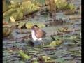 Jacana jacana (jovem)