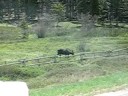 Two Bachelor Moose from Wyoming