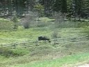 Two Bachelor Moose from Wyoming