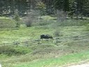 Two Bachelor Moose from Wyoming