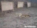 Canis interruptus