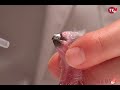 PsittacusTV - Psittacus Catalonia, instalaciones de incubación artificial y nursería de loros grises