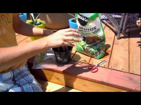 how to transplant a clematis vine