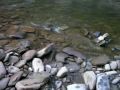 BLOG URL: flyfishers.exblog.jp This is Catskill Video #3, which shows three kinds of Beaverkill trout I caught during my Ang. 25-28 stay in the Catskill area: 
