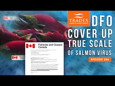 3MMI - DFO Cover Up True Scale of Virus Killing B.C. Salmon