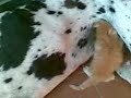 Gran danes dando leche a gato Gran danes dando leche a gato