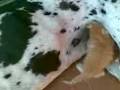 Gran danes dando leche a gato