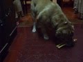 Perro bostero mata gallina