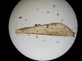 Protozo�rios