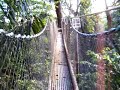 iwokrama canopy walkway, guyana