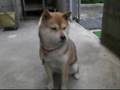 しゃべる犬ナナ（早くう～）