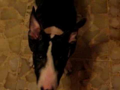 bul terrier