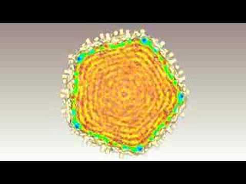 Bacteriophage T4
