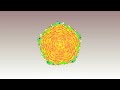 Bacteriophage T4