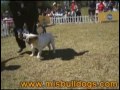 Video ExpoNacional de Costa Rica - Bulldog Ingles Video ExpoNacional de Costa Rica - Bulldog Ingles
