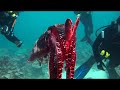 Cuttle Fish