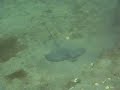 Bat Ray - Juvenile feeding Bat Ray - Juvenile feeding