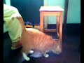 cat&catfood