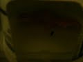 Leopard gecko shedding!