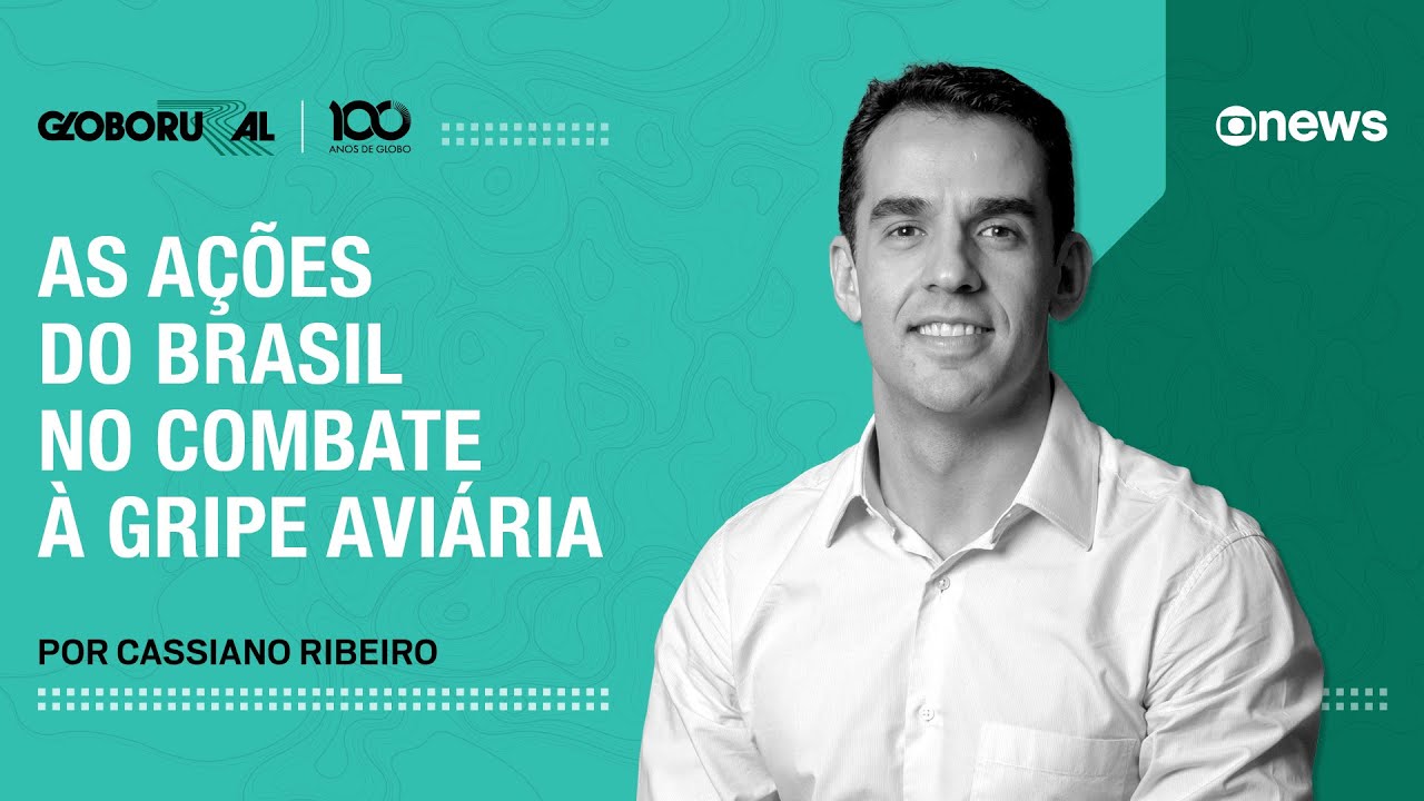 Gripe aviária: as ações do Brasil contra a doença