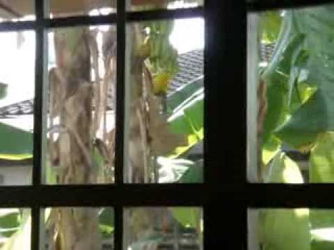 how to provide nesting material for birds