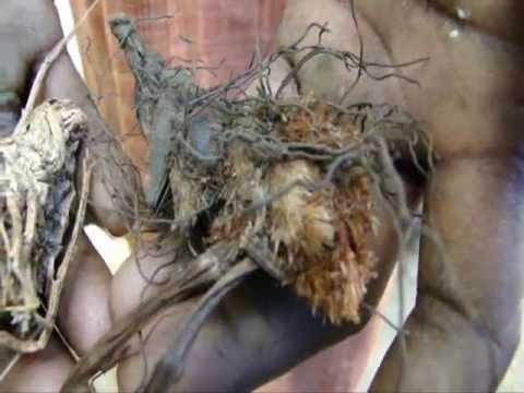 how to care for duranta erecta