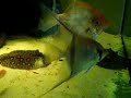 rochenf�tterung