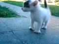 Gatito 3