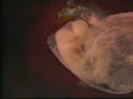 81- Tekvir Suresi Meal ve Video *Abdulbasit* 81- Tekvir Suresi Meal ve Video *Abdulbasit*
