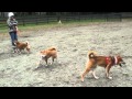 Video for shiba inu seattle meetup 45